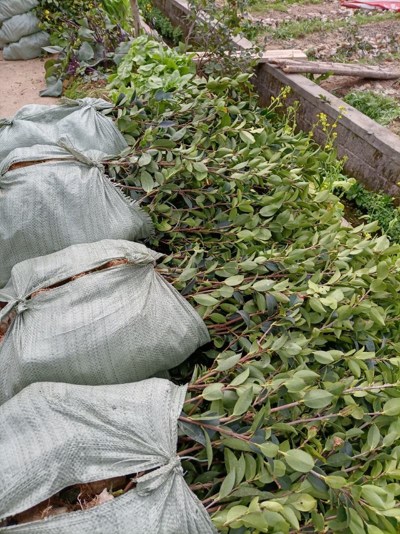 油茶苗，质量保证，全国发货，优质湘林210三年生小杯苗