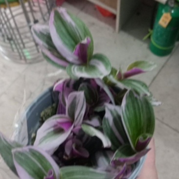 花卉盆景油画吊兰批发