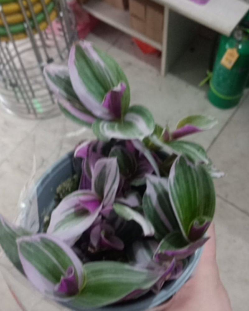 花卉盆景油画吊兰批发