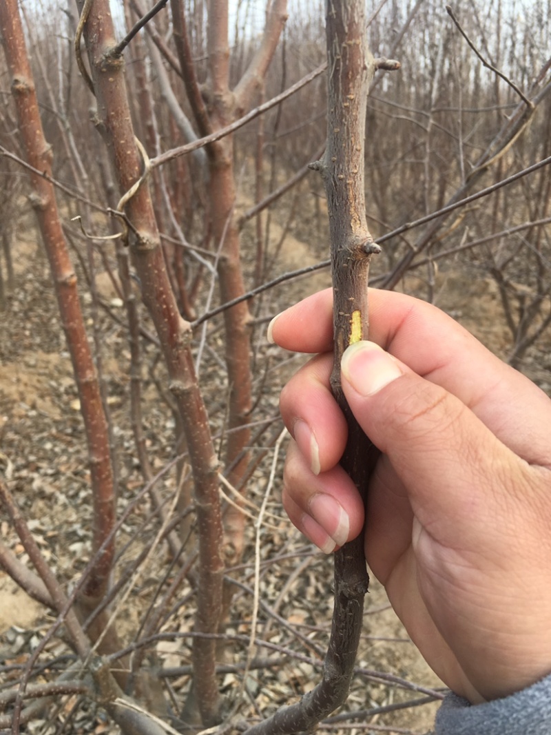 金叶榆树苗各种规格榆树苗
