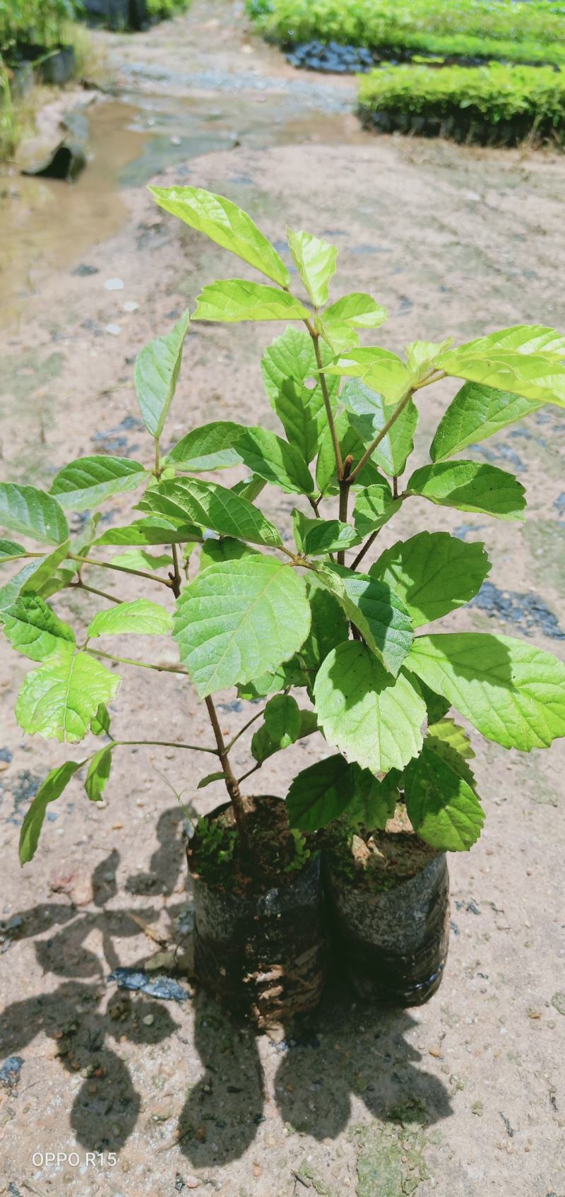 黄花风铃木树苗绿化工程树苗别墅院子庭院种植
