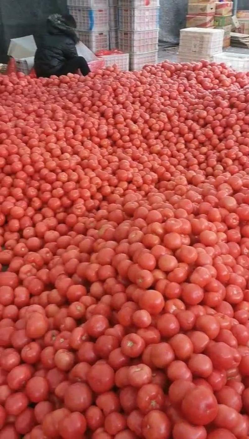 【优选】硬粉西红柿万亩货源产地发货品质优良货真价实