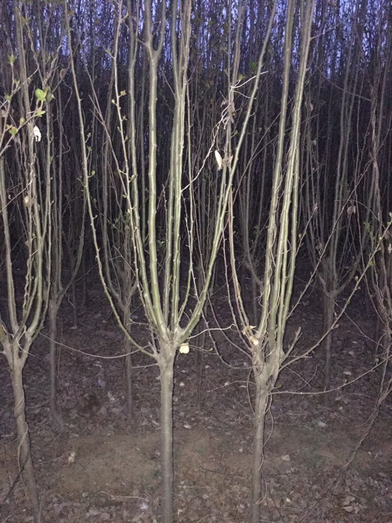 新品种梨树苗规格全量大