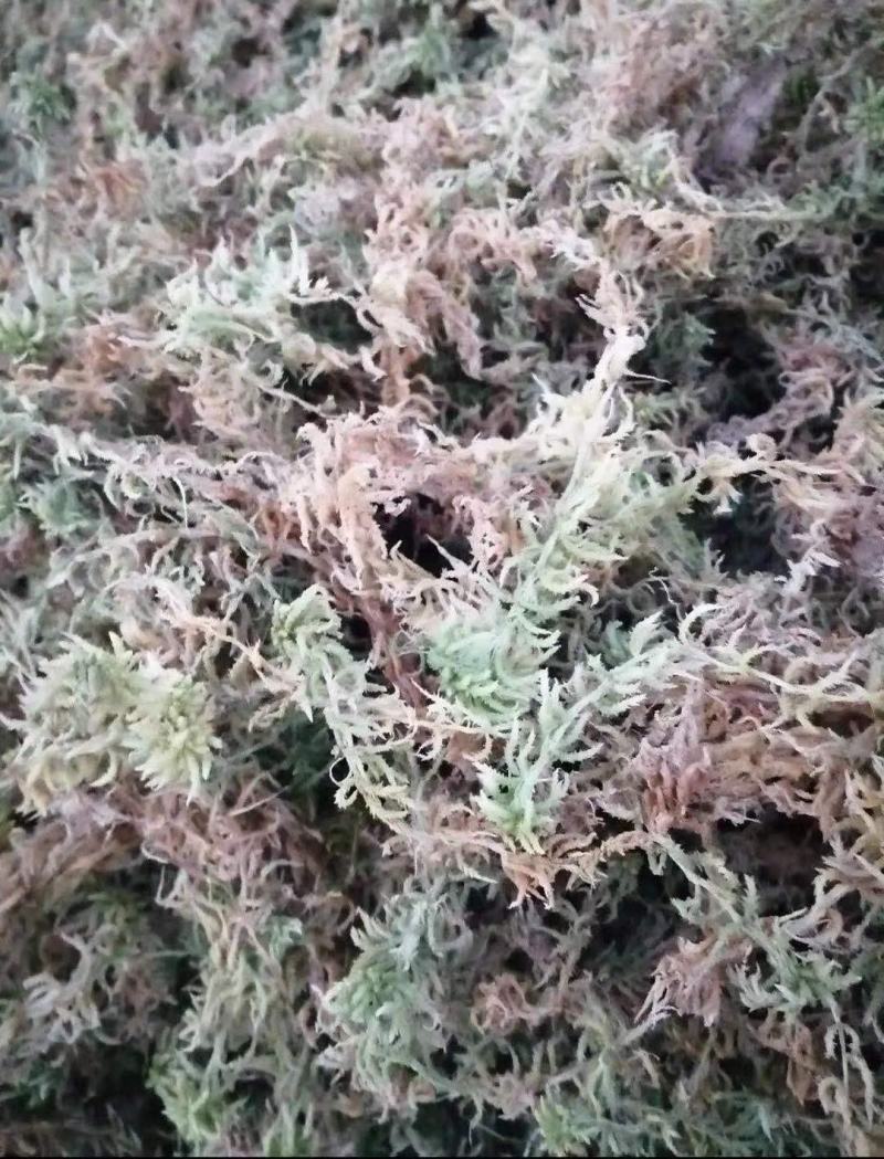 优质，水草，水苔，，
