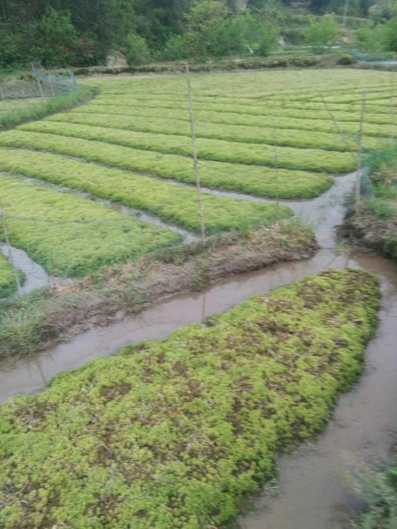 优质，水草，水苔，，