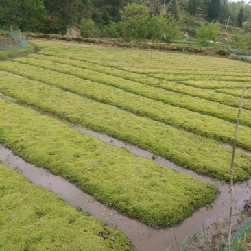 优质，水草，水苔，，