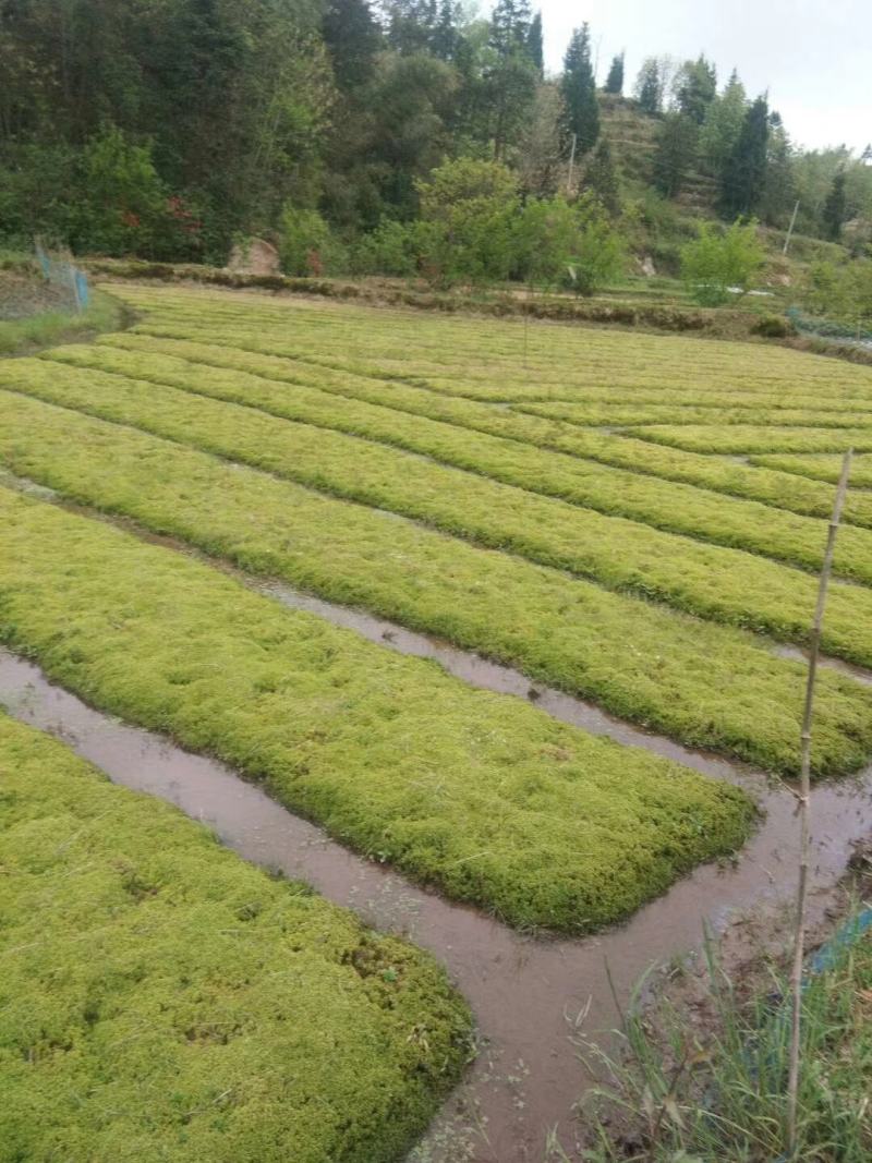 优质，水草，水苔，，
