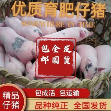 仔猪猪苗山东猪仔猪价格浙江仔猪小猪苗仔猪行情