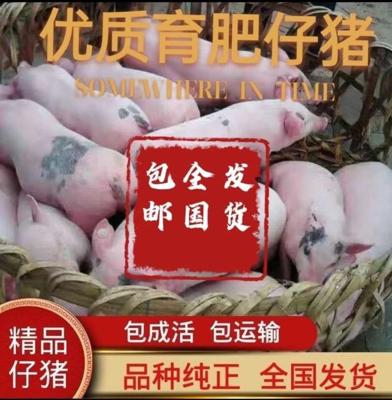 仔猪猪苗山东猪仔猪价格浙江仔猪小猪苗仔猪行情