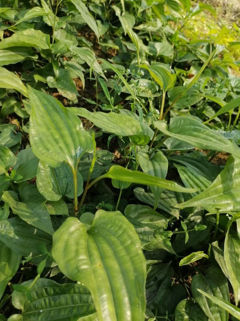 药材百部，粉质红花苗，白花苗