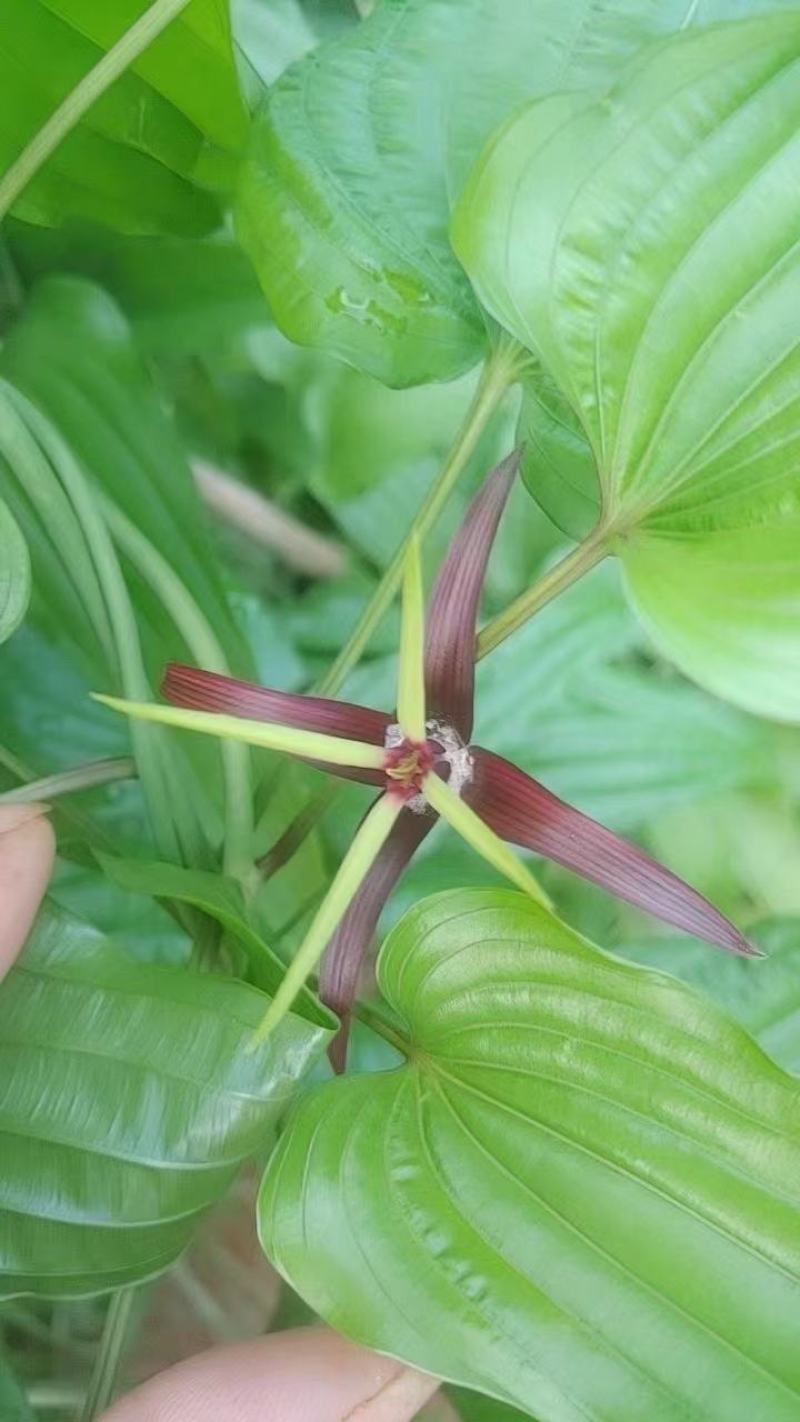 药材百部，粉质红花苗，白花苗