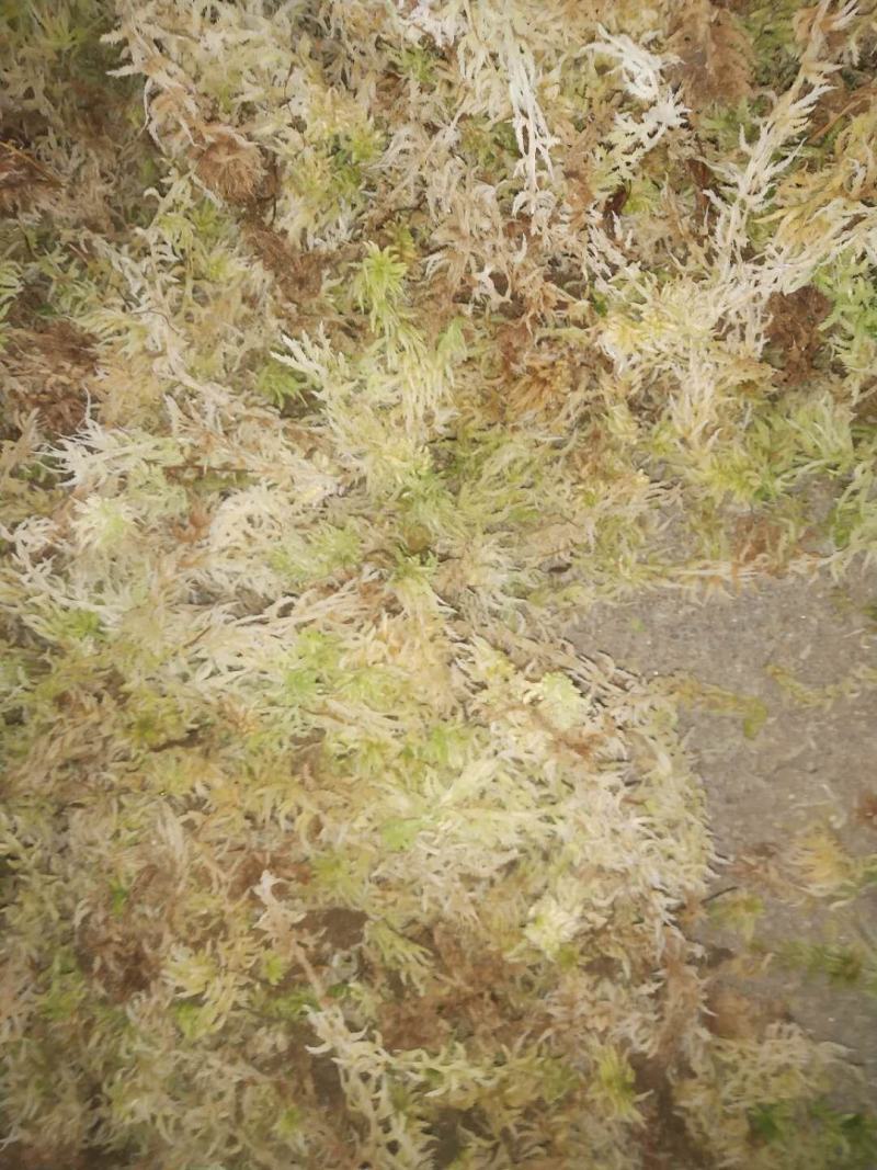 优质，水草，水苔，，