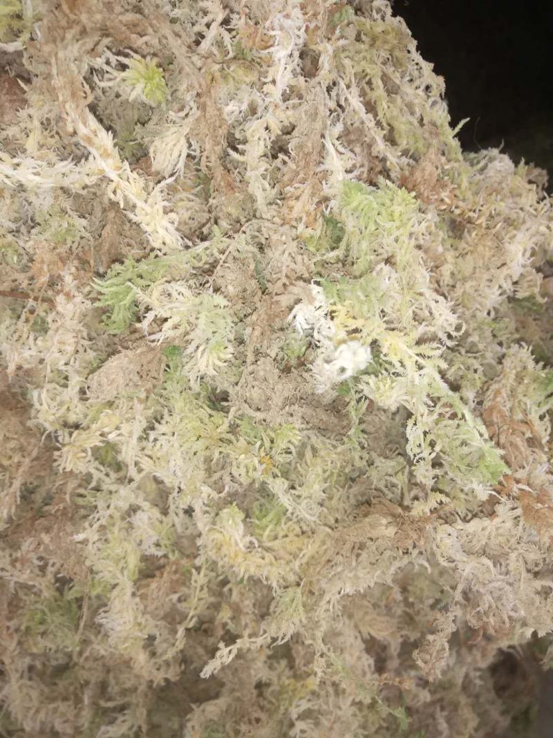 优质，水草，水苔，，