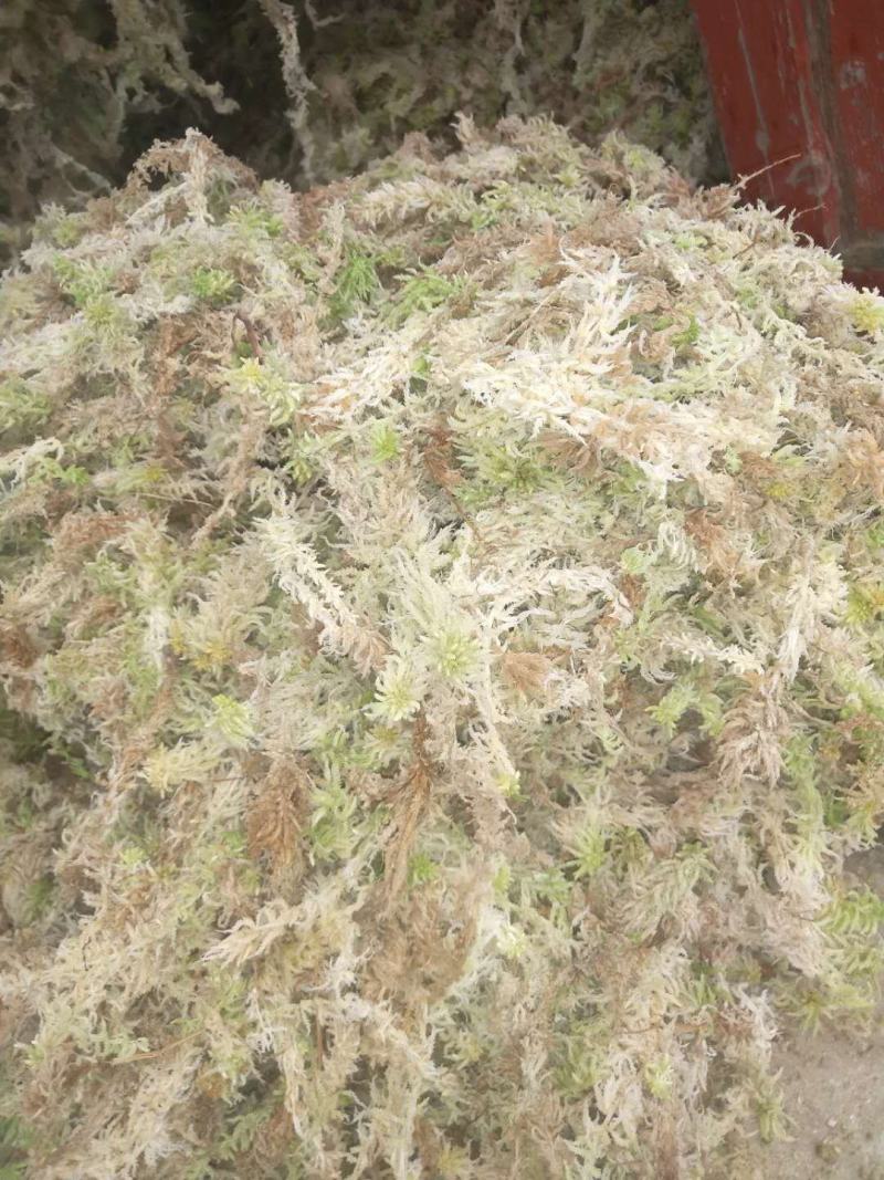 优质，水草，水苔，，