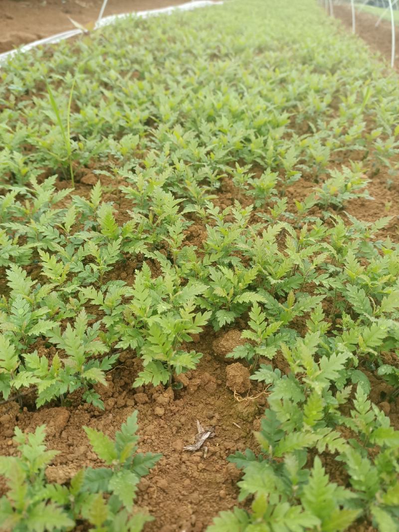 场地大量供应优质杨梅苗杨梅小苗杨梅芽苗包邮