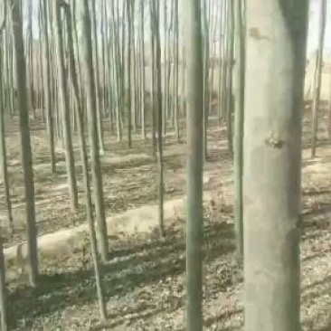 河北杨，毛白杨，青杨，新疆杨。国槐，3至12公分