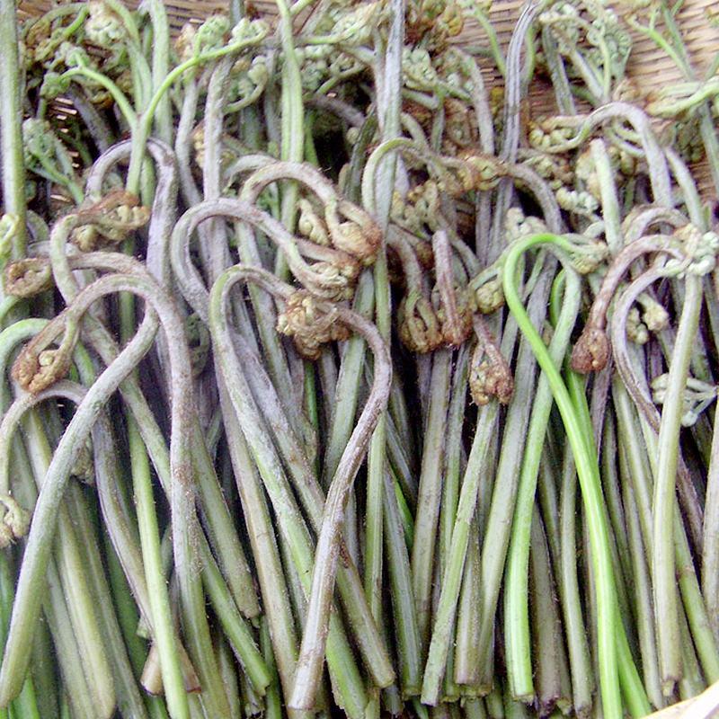 贵州特产水蕨菜农家特质腌菜老坛菜野菜腌酸菜山蕨菜2斤包邮
