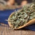 正品材瞿麦巨麦翟麦石竹/巨句麦山瞿麦竹节草50