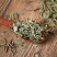 正品材瞿麦巨麦翟麦石竹/巨句麦山瞿麦竹节草50
