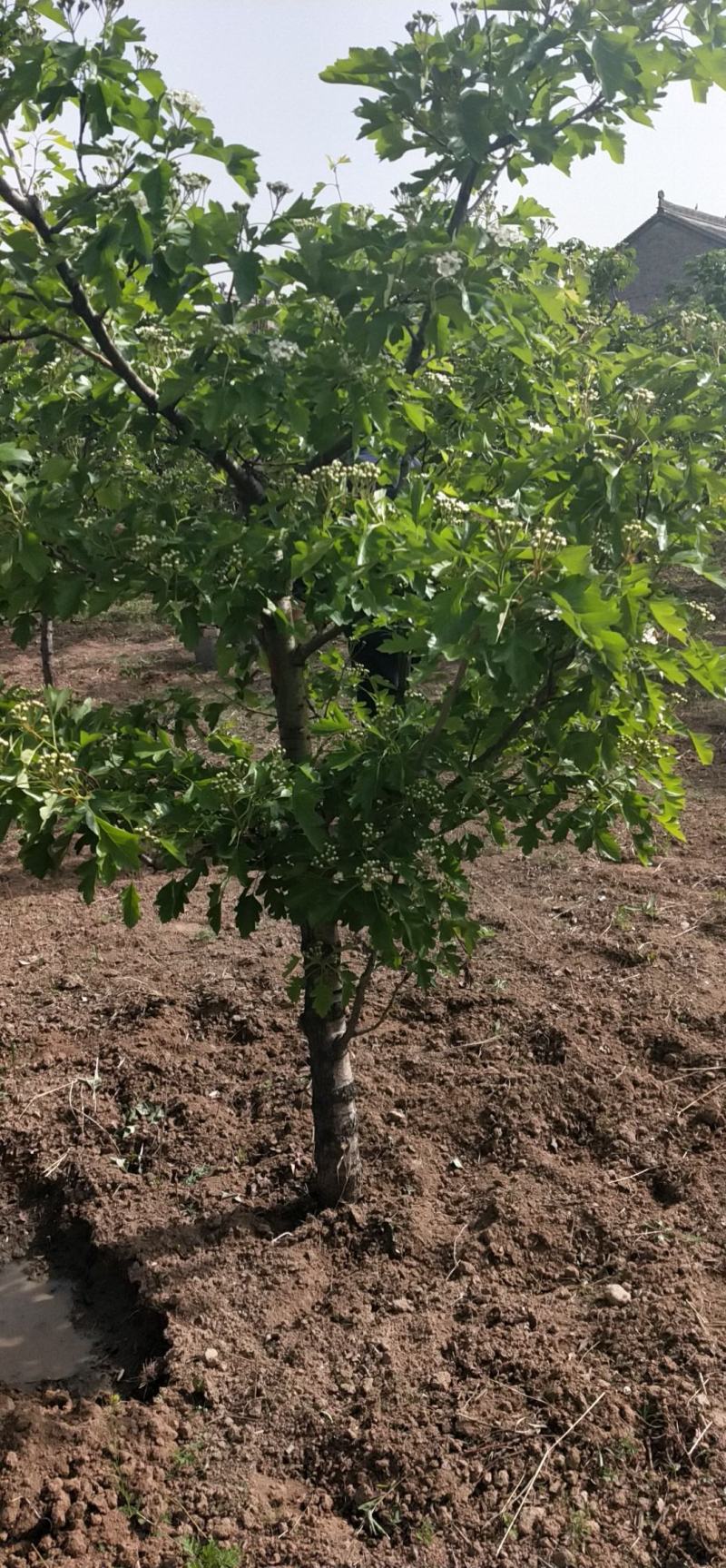 山楂树苗嫁接果树苗甜山楂树活苗北方种植果苗各种规格都有