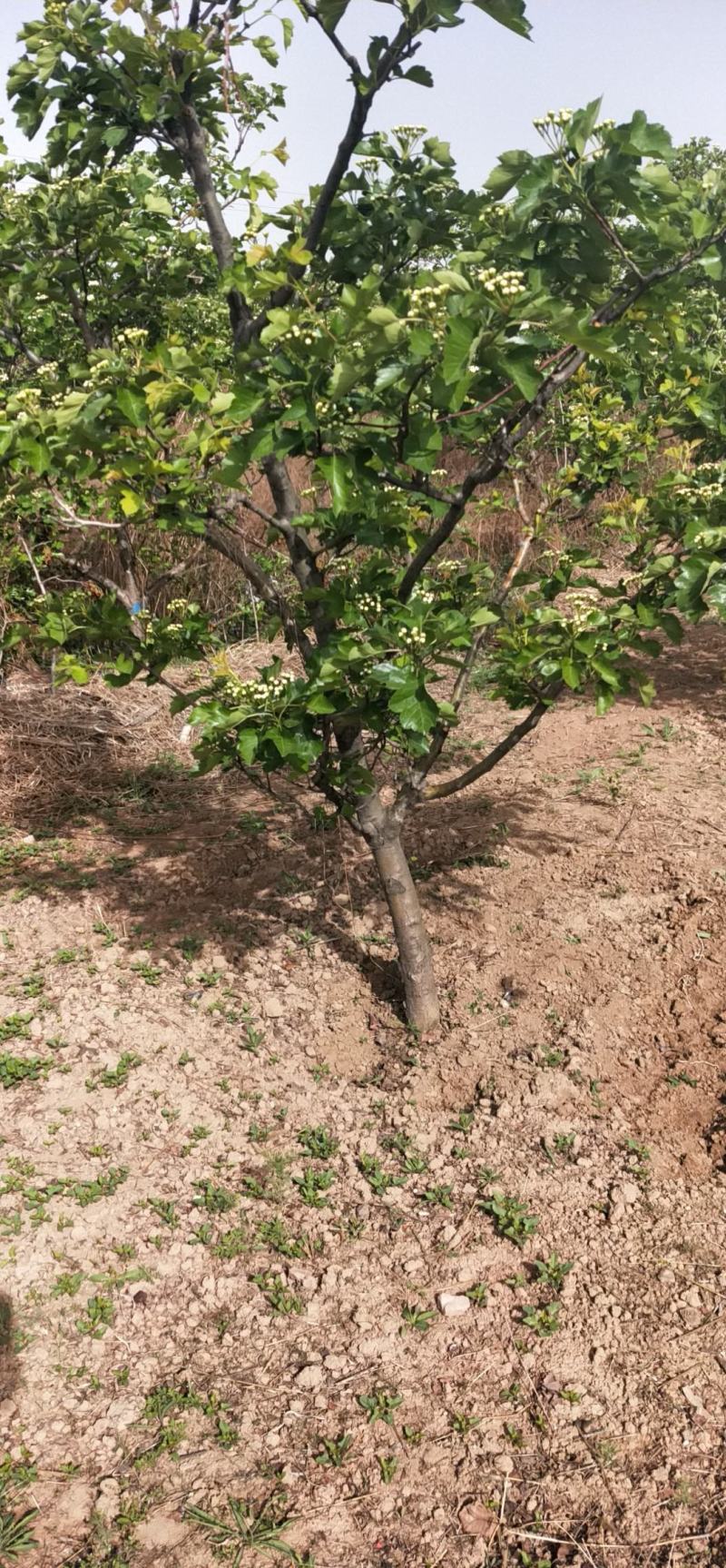 山楂树苗嫁接果树苗甜山楂树活苗北方种植果苗各种规格都有