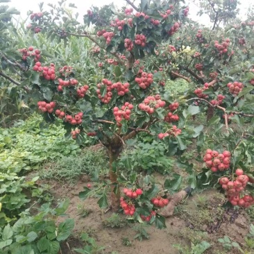 山楂树苗嫁接果树苗甜山楂树活苗北方种植果苗各种规格都有
