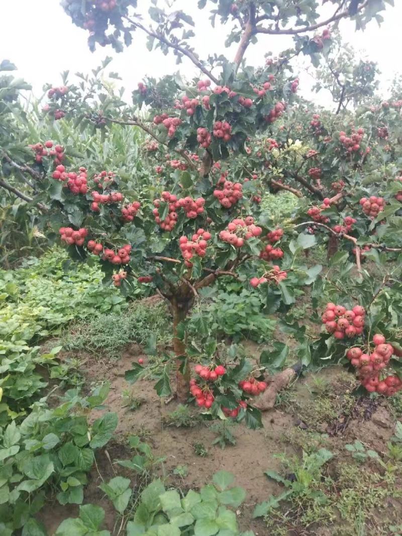 山楂树苗嫁接果树苗甜山楂树活苗北方种植果苗各种规格都有