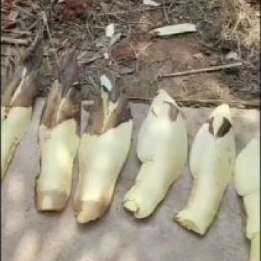 大量优质棕树苗出售，规格齐全，有需要的下单