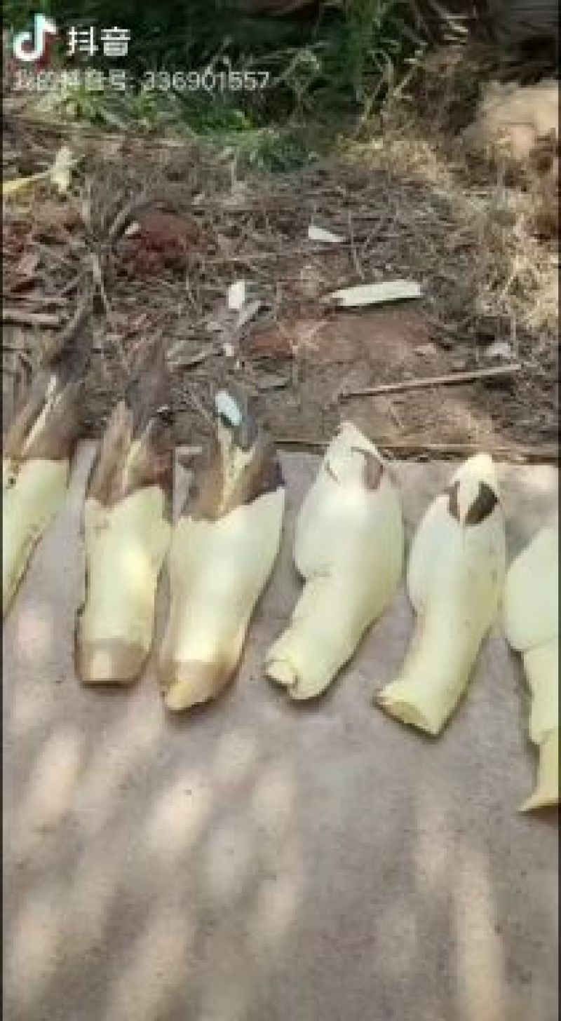 大量优质棕树苗出售，规格齐全，有需要的下单