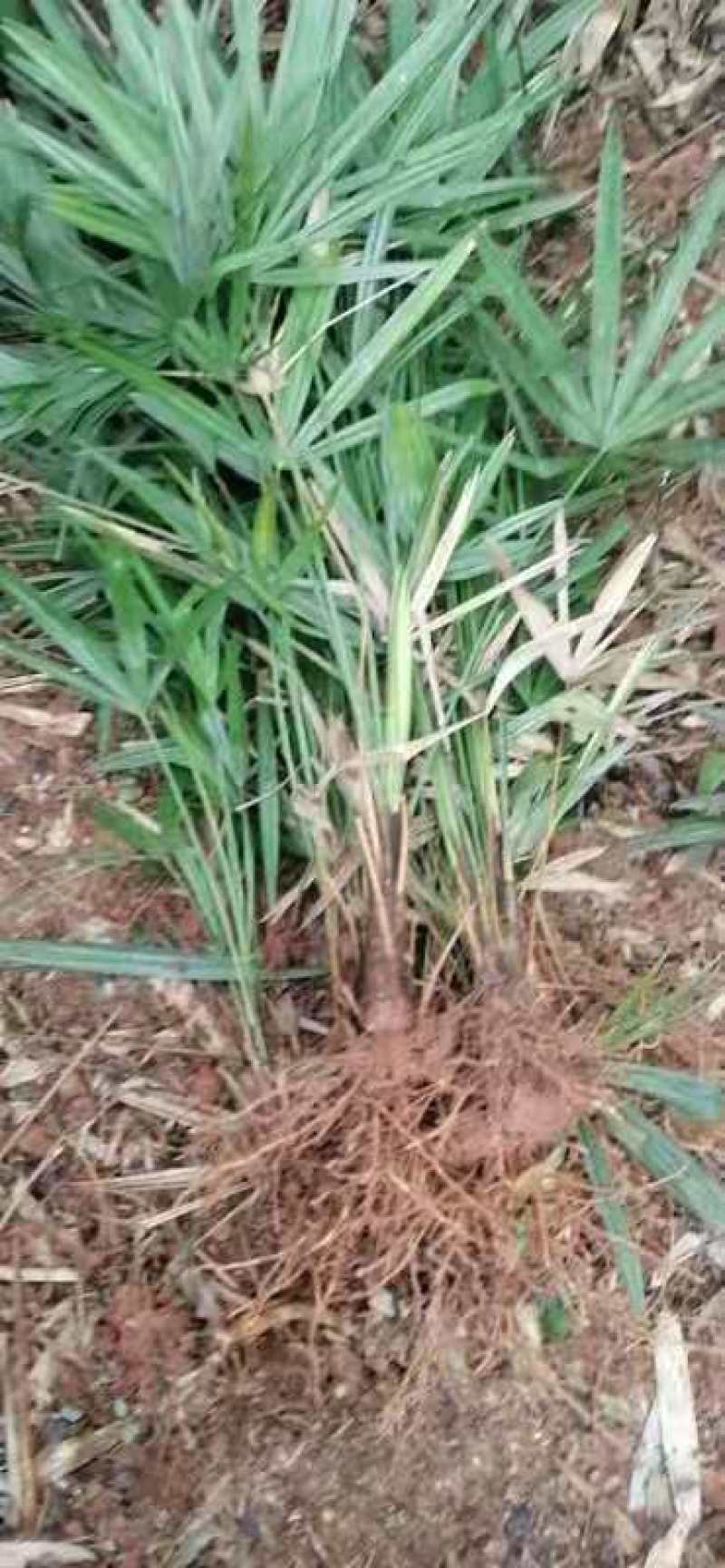 大量优质棕树苗出售，规格齐全，有需要的下单