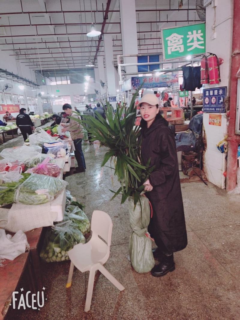 大量优质棕树苗出售，规格齐全，有需要的下单