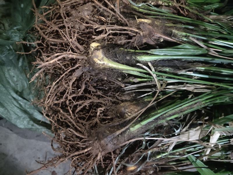 大量优质棕树苗出售，规格齐全，有需要的下单