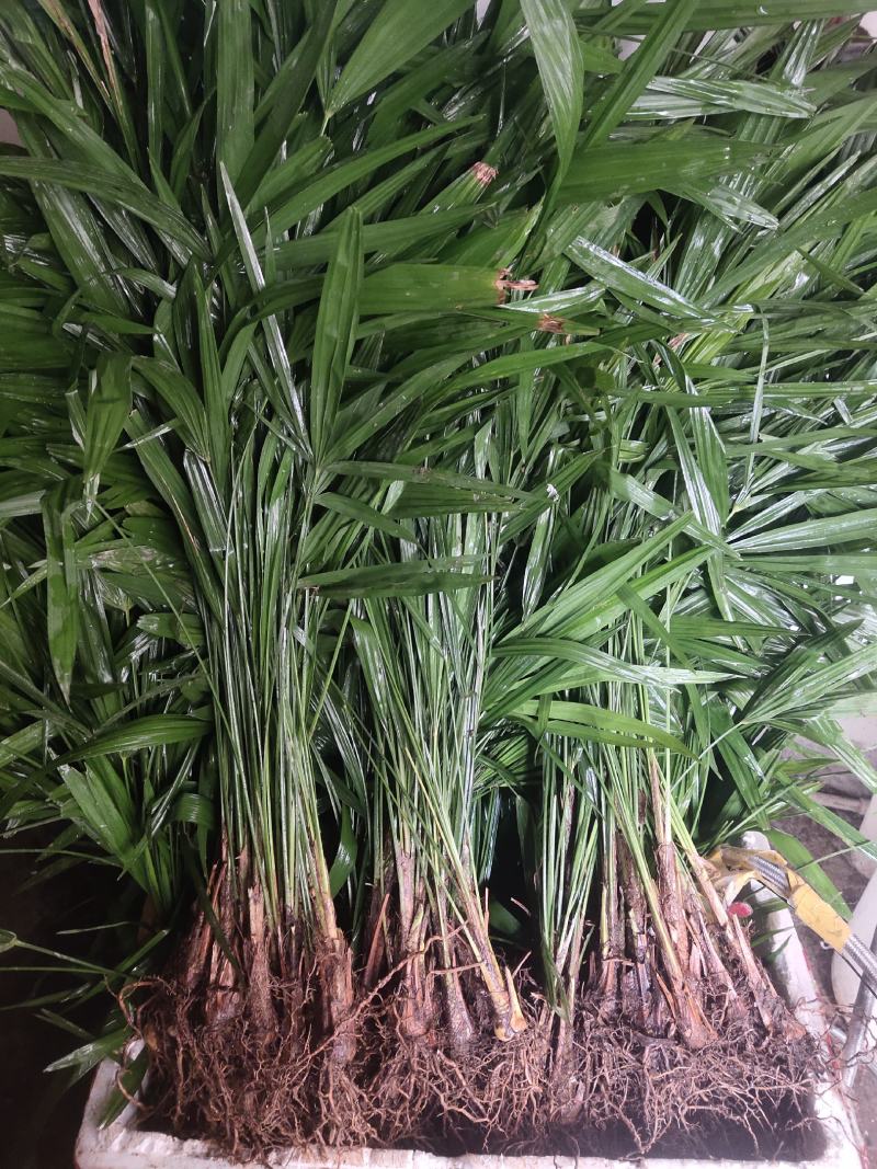 大量优质棕树苗出售，规格齐全，有需要的下单
