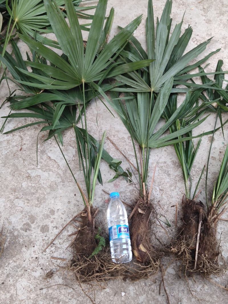 大量优质棕树苗出售，规格齐全，有需要的下单