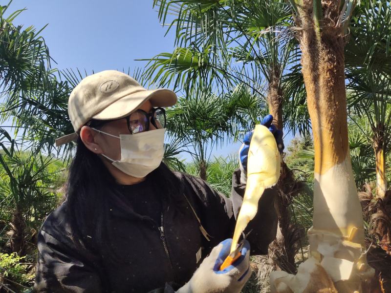 大量优质棕树苗出售，规格齐全，有需要的下单
