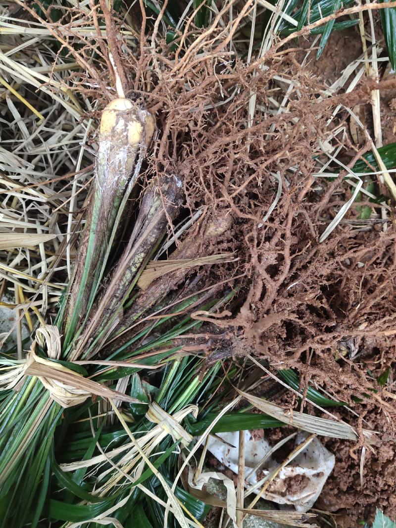 大量优质棕树苗出售，规格齐全，有需要的下单
