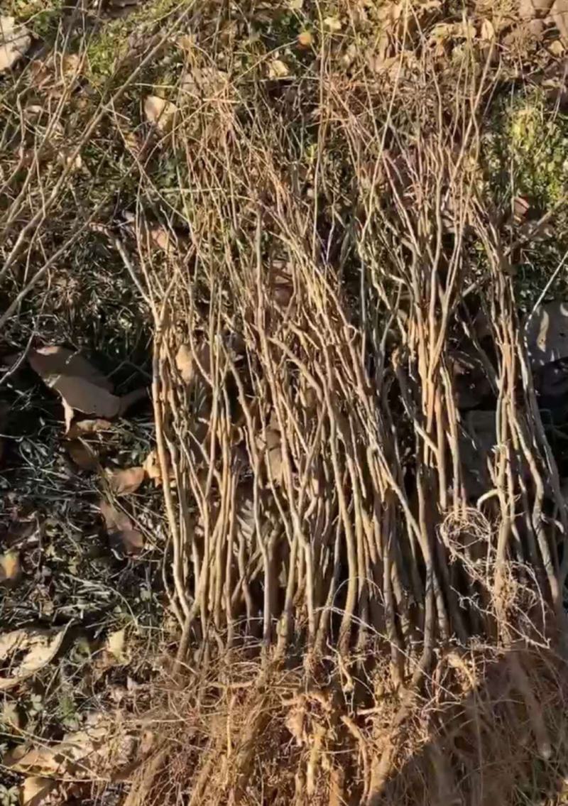 老兵家国产紫藤大小苗