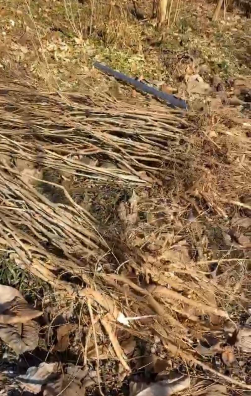 老兵家国产紫藤大小苗