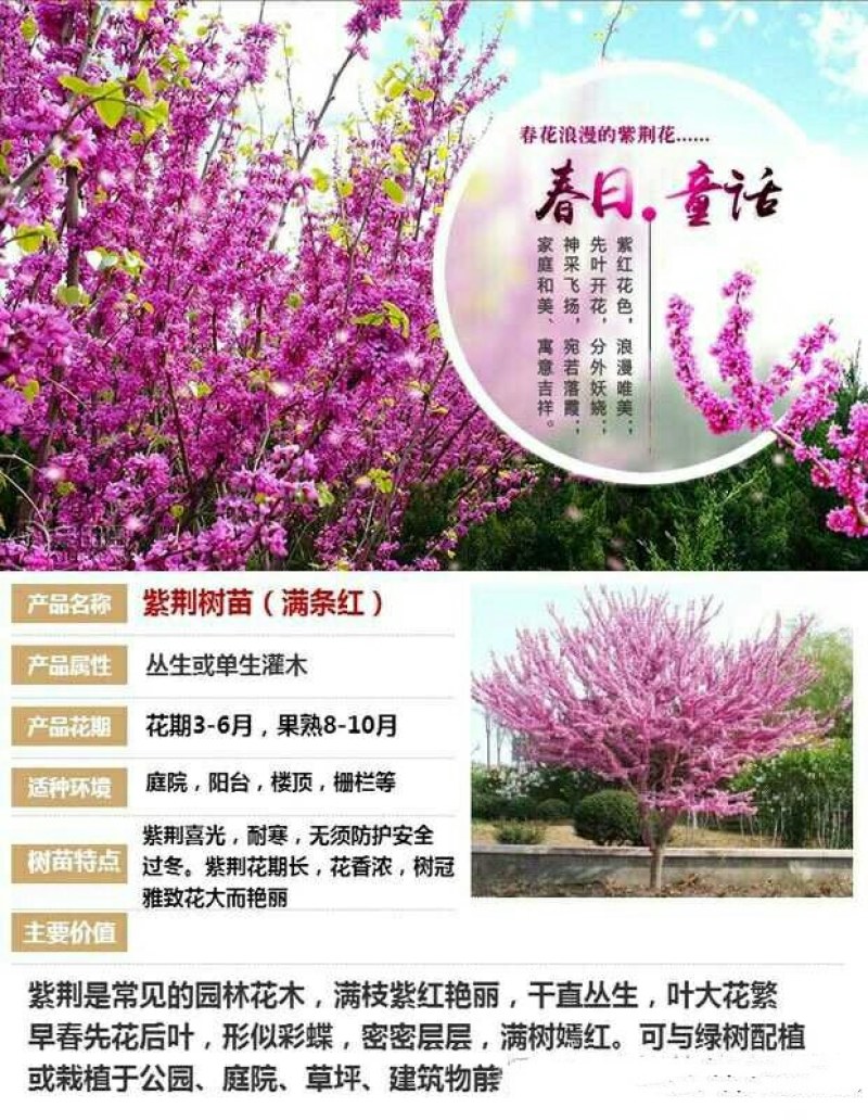 紫荆花树苗盆栽庭院绿化植物花卉盆栽耐寒耐热