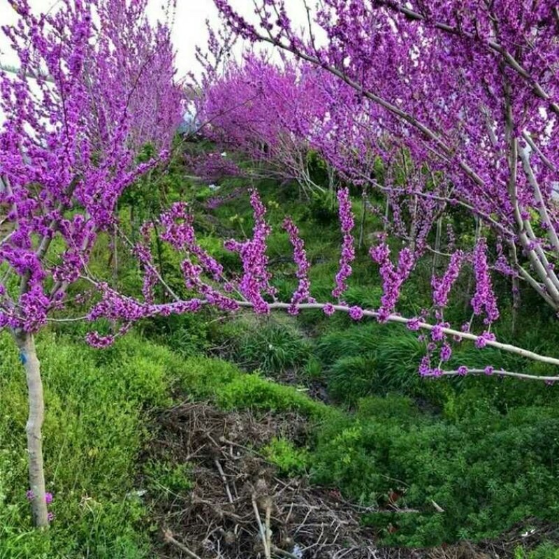 紫荆花树苗盆栽庭院绿化植物花卉盆栽耐寒耐热