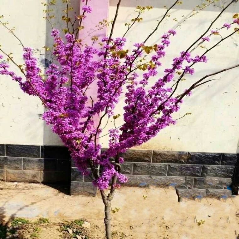 紫荆花树苗盆栽庭院绿化植物花卉盆栽耐寒耐热