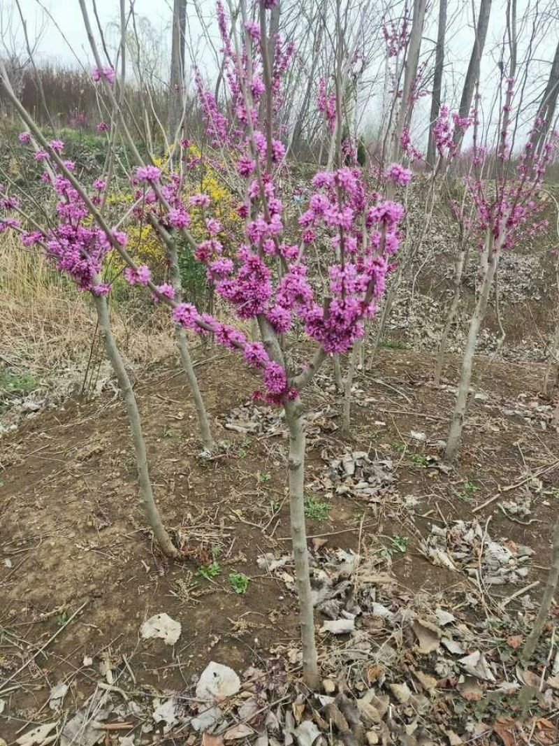 紫荆花树苗盆栽庭院绿化植物花卉盆栽耐寒耐热