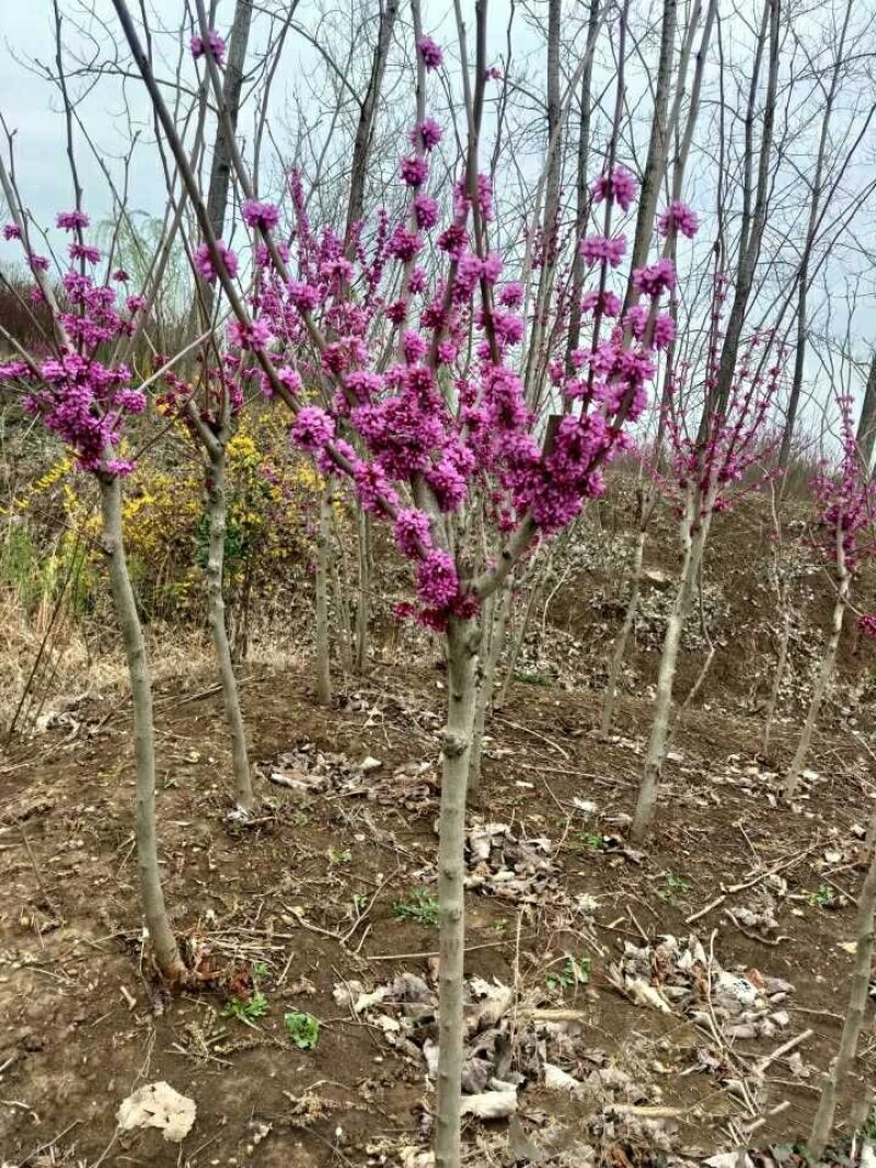 紫荆花树苗盆栽庭院绿化植物花卉盆栽耐寒耐热