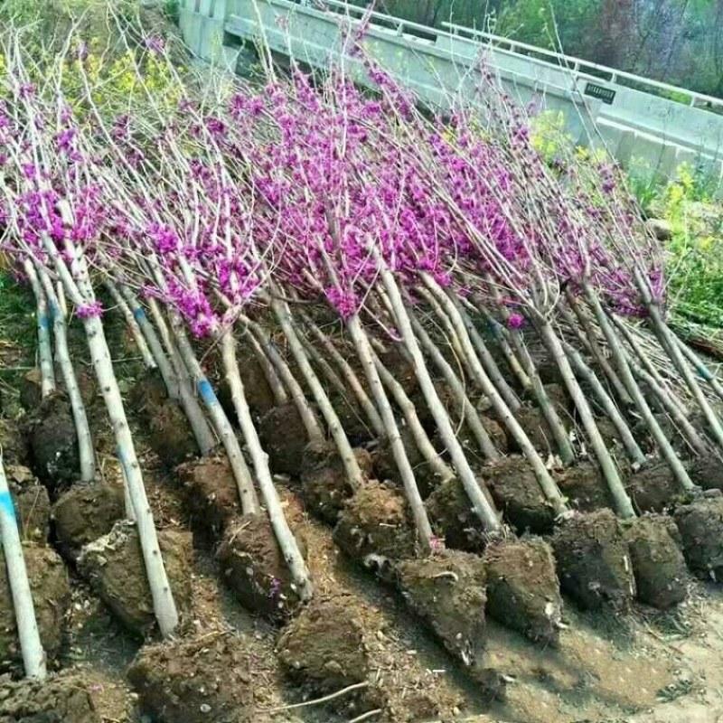 紫荆花树苗盆栽庭院绿化植物花卉盆栽耐寒耐热