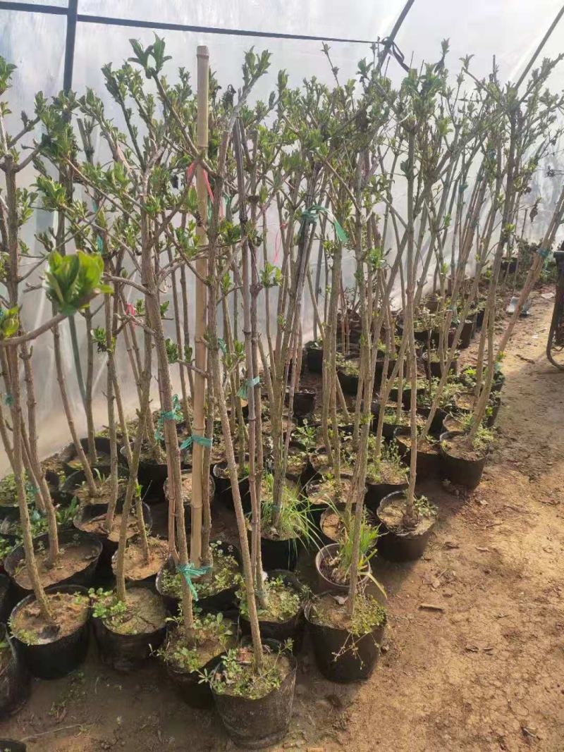 【推荐】老兵家的正宗五彩锦带自产自销欢迎下单
