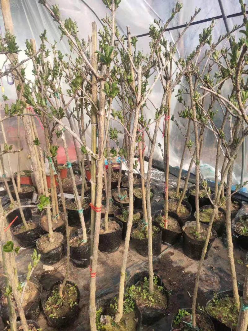 【推荐】老兵家的正宗五彩锦带自产自销欢迎下单