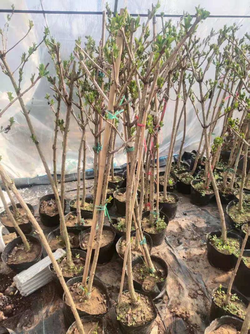 【推荐】老兵家的正宗五彩锦带自产自销欢迎下单