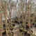 【推荐】老兵家的正宗五彩锦带自产自销欢迎下单