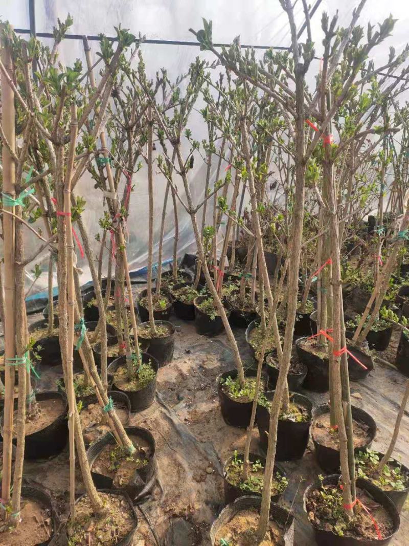 【推荐】老兵家的正宗五彩锦带自产自销欢迎下单