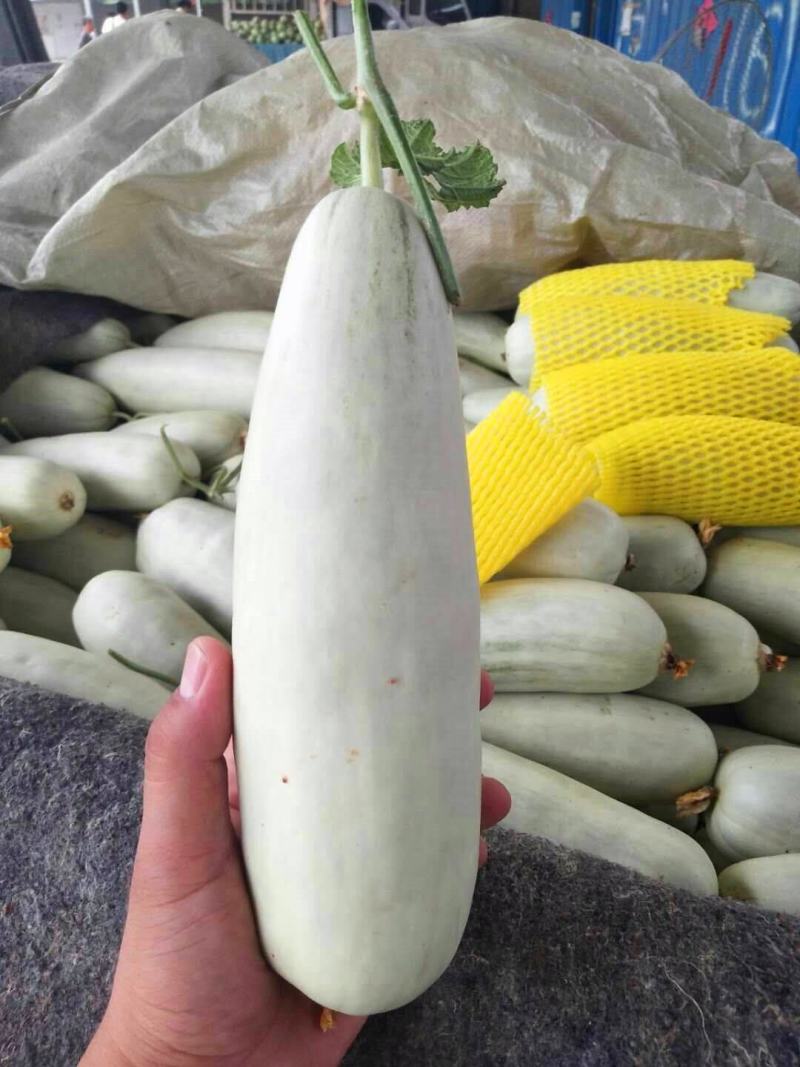 【推荐】山东甜瓜，博洋61甜瓜，大量上市，诚信代发
